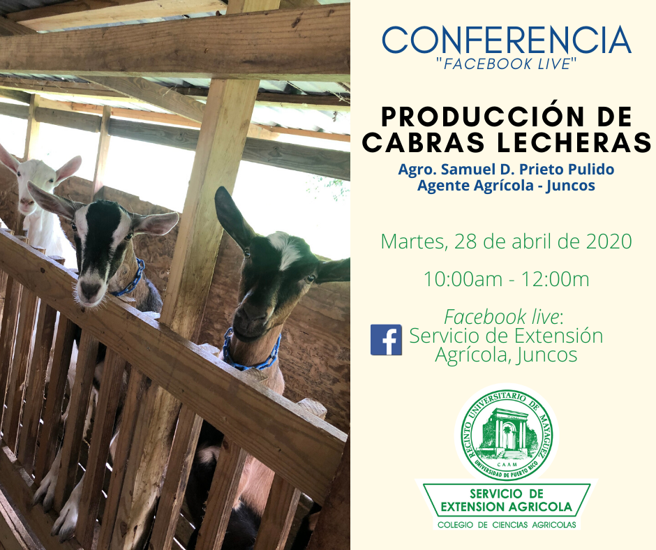 Promo Cabras Lecheras